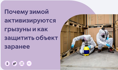 Почему зимой активизируются грызуны и как защитить объект заранее